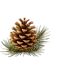 Cedar note