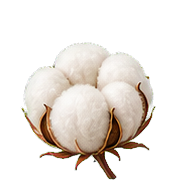 Cotton Flower note