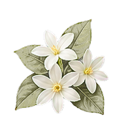 Jasmine note