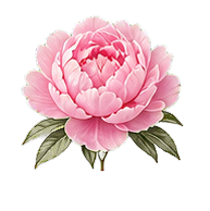 Peony note